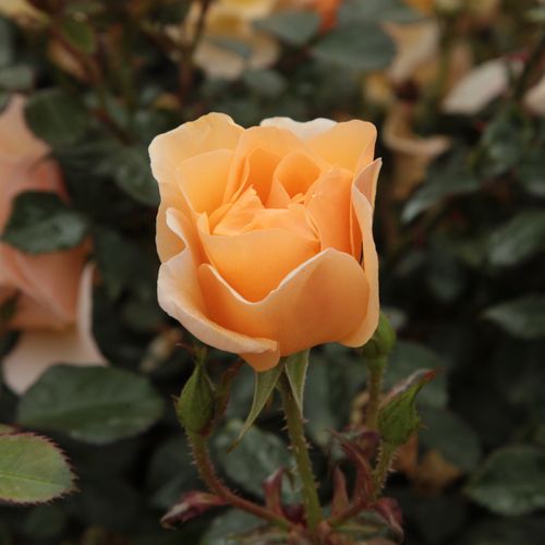 Rosa Pimprenelle™ - galben - trandafir acoperitor